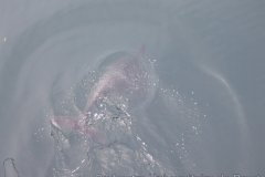 2008-06-15_16-46-18_130_3091